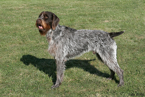 best wirehaired pointing griffon breeder