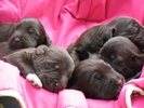 Bohemian wire-haired Pointing Griffon puppies 