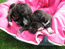 Bohemian wire-haired Pointing Griffon puppies 