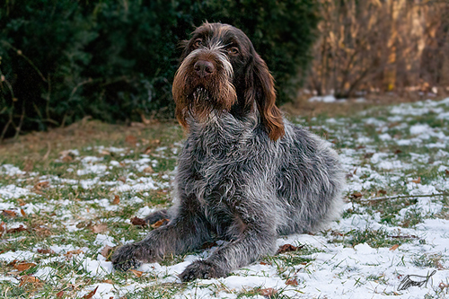 Bohemian wirehaired clearance pointing griffon