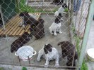 bohemian wire haired pointing griffon puppies
