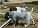 bohemian wire haired pointing griffon puppies